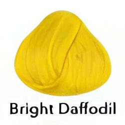 Bright Daffodil